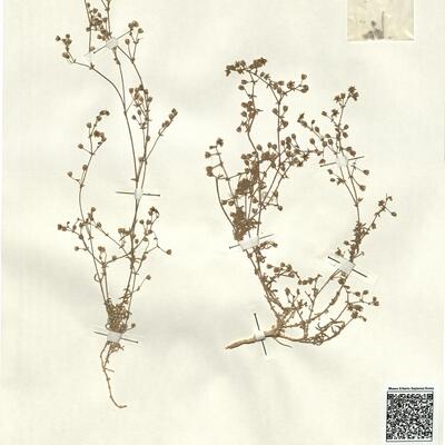 Rhodalsine geniculata (Poir.) F.N. Williams var. procumbens (Vahl) A. Dubuis, comb. et stat. nov. -  RO-HSepv 13019 photo