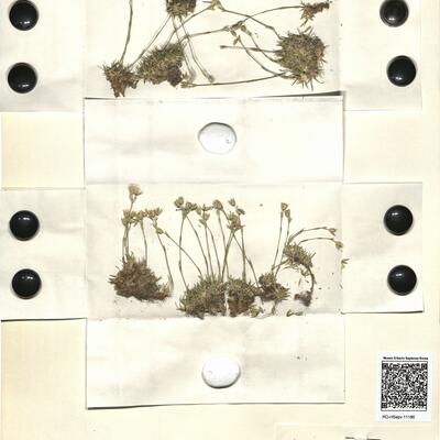 Minuartia graminifolia (Ard.) Jáv. subsp. clandestina (Portenschl.) Mattf. -  RO-HSepv 11186 photo