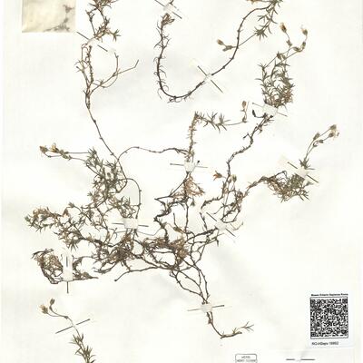 Arenaria grandiflora L. -  RO-HSepv 16852 photo