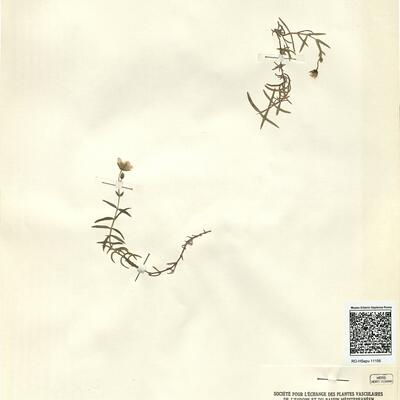 Arenaria grandiflora L.  -  RO-HSepv 11156 photo