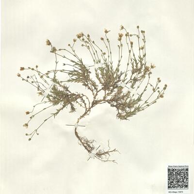 Arenaria grandiflora L. subsp. incrassata (Lange) Vicioso -  RO-HSepv 13973 photo