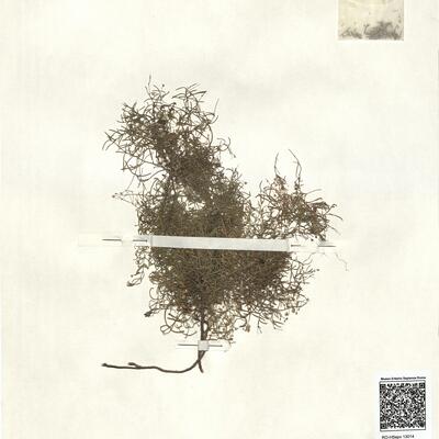 Moehringia grisebachii Janka -  RO-HSepv 13014 photo