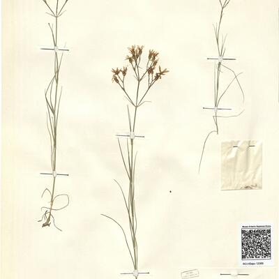 Arenaria gypsophiloides L. var. gypsophiloides -  RO-HSepv 12089 photo