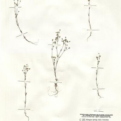 Minuartia hybrida (Vill.) Schischkin -  RO-HSepv 13997 photo