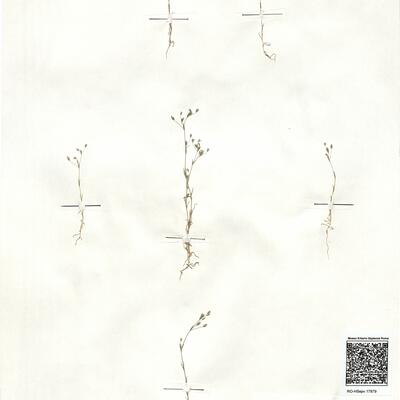 Minuartia hybrida (Vill.) Schischkin -  RO-HSepv 17879 photo