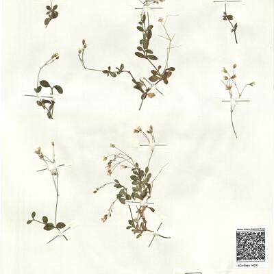 Moehringia intricata Willk. subsp. castellana J.M. Montserrat -  RO-HSepv 14000 photo