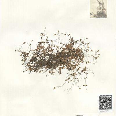 Moehringia intricata Willk. subsp. tejedensis (Huter, Porta & Rigo ex Willk.) J.M. Monts.  -  RO-HSepv 15970 photo