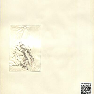 Arenaria modesta Duf. -  RO-HSepv 12986 photo