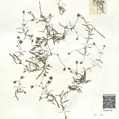 Arenaria montana L. subsp. intricata (Ser.) Pau  -  RO-HSepv 17866 photo