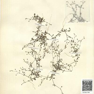 Arenaria muralis (Link) Spreng. -  RO-HSepv 12988 photo