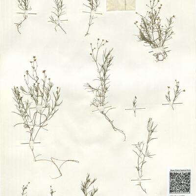 Moehringia muscosa L. -  RO-HSepv 14001 photo