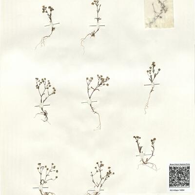 Arenaria obtusiflora G. Kuntze subsp. ciliaris (Loscos) Font Quer -  RO-HSepv 14954 photo