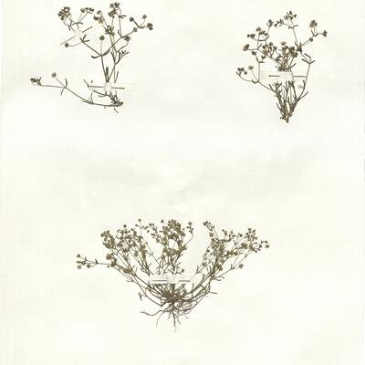 Arenaria obtusiflora G. Kuntze subsp. ciliaris (Loscos) Font Quer -  RO-HSepv 16854 photo