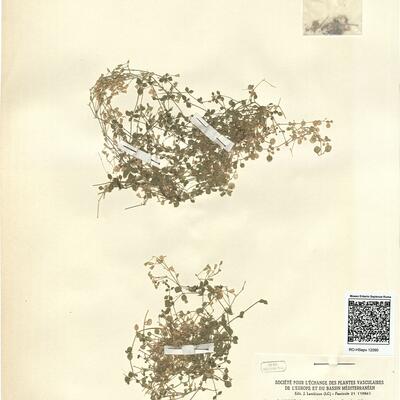 Arenaria orbicularis Vis.  -  RO-HSepv 12090 photo