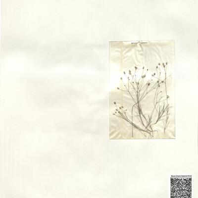 Minuartia picta (Sm.) Bornm. -  RO-HSepv 13998 photo