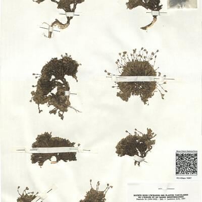 Minuartia recurva (All.) Schinz & Thell. subsp. juressi (Willd. ex Schlecht.) Mattf. -  RO-HSepv 16867 photo