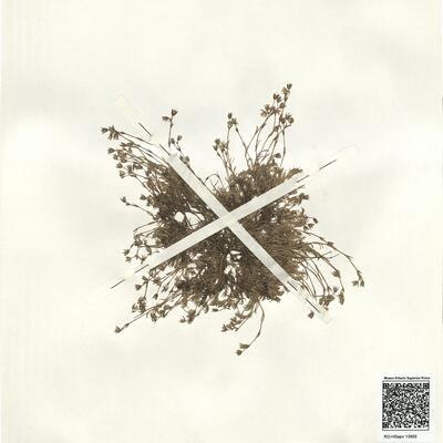 Minuartia recurva (All.) Schinz & Thell. subsp. recurva -  RO-HSepv 13999 photo