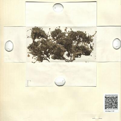 Minuartia recurva (All.) Schinz & Thell. var. bigerrensis (Pau) Rivas-Martínez -  RO-HSepv 11187 photo