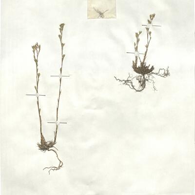 Minuartia rubra (Scop.) McNeill -  RO-HSepv 17880 photo