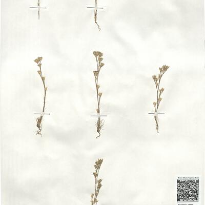 Minuartia rubra (Scop.) McNeill -  RO-HSepv 18935 photo