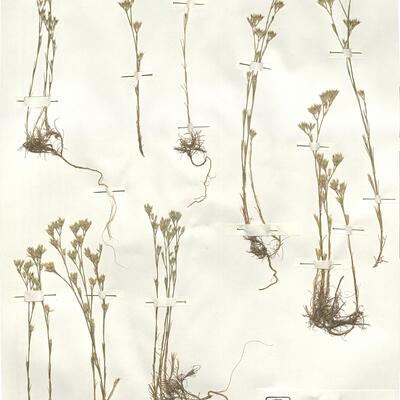 Minuartia rubra (Scop.) McNeill subsp. rubra -  RO-HSepv 15969 photo