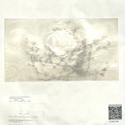 Arenaria serpyllifolia L. -  RO-HSepv 16855 photo