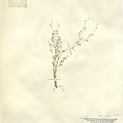 Arenaria serpyllifolia L. subsp. glutinosa Arcang. -  RO-HSepv 12092 photo