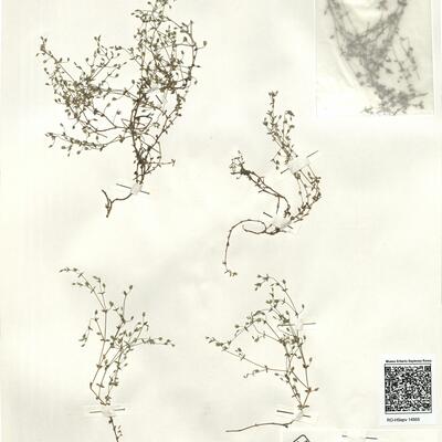 Arenaria serpyllifolia L. subsp. leptoclados (Reichenb.) Nyman var. leptoclados Reichenb. -  RO-HSepv 14955 photo