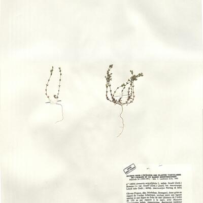 Arenaria serpyllifolia L. subsp. lloydii (Jord.) Bonnier ^ -  RO-HSepv 14956 photo