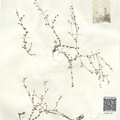 Arenaria serpyllifolia L. subsp. serpyllifolia var. serpyllifolia -  RO-HSepv 14957 photo