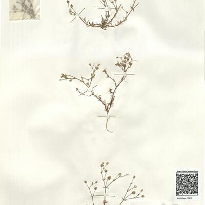 Arenaria souliei Romo -  RO-HSepv 13975 photo