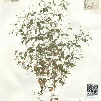 Moehringia trinervia (L.) Clairv.  -  RO-HSepv 16869 photo