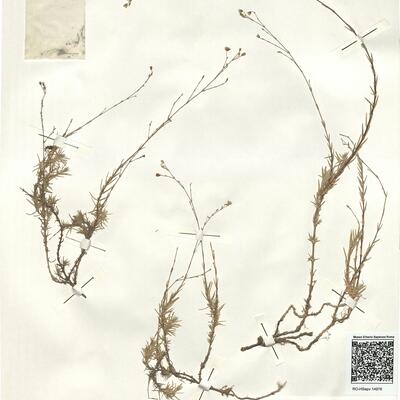 Minuartia valentina (Pau) Senn. -  RO-HSepv 14976 photo