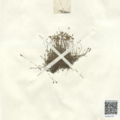 Minuartia verna (L.) Hiern subsp. verna var. hercynica (Willk.) Friedr. -  RO-HSepv 13013 photo