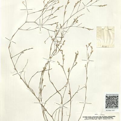 Bufonia paniculata Dubois -  RO-HSepv 13977 photo