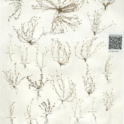 Sagina apetala Ard. subsp. apetala -  RO-HSepv 18939 photo