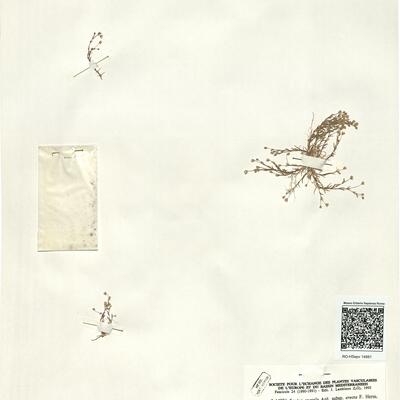 Sagina apetala Ard. subsp. erecta (Hornem.) F. Herm.
 -  RO-HSepv 14981 photo