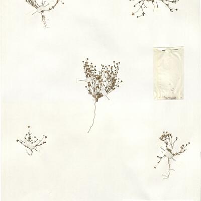 Sagina maritima G. Don  -  RO-HSepv 14982 photo