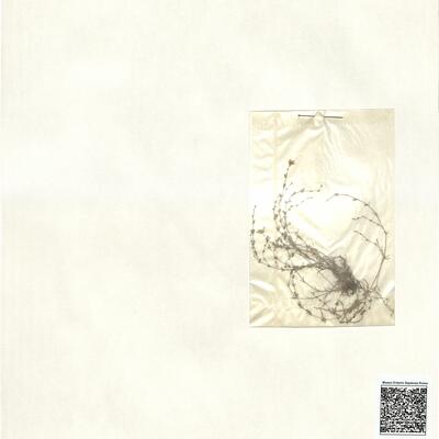 Sagina nodosa (L.) Fenzl -  RO-HSepv 13020 photo