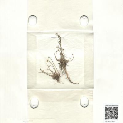 Sagina nodosa (L.) Fenzl -  RO-HSepv 16871 photo