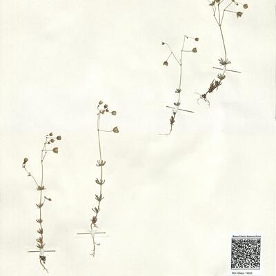 Spergula morisonii Boreau -  RO-HSepv 14022 photo