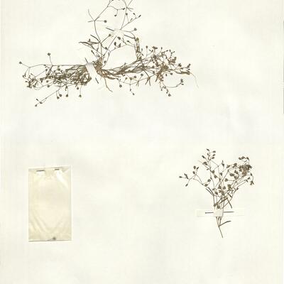 Spergularia diandra (Guss.) Boiss. -  RO-HSepv 14023 photo