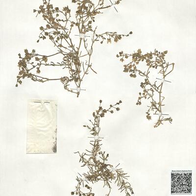 Spergularia marina (L.) Bess. -  RO-HSepv 18951 photo