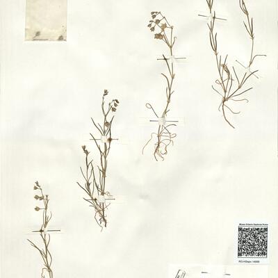 Spergularia marina (L.) Besser -  RO-HSepv 14999 photo