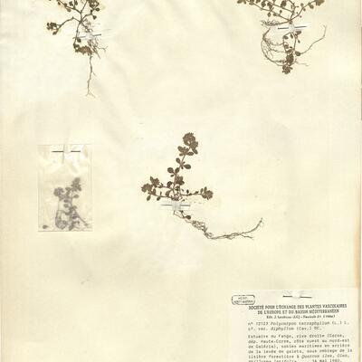 Polycarpon tetraphyllum (L.) L. cf. var. diphyllum (Cav.) DC. -  RO-HSepv 12123 photo
