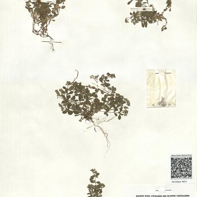 Polycarpon tetraphyllum (L.) L. var. tetraphyllum  -  RO-HSepv 16870 photo