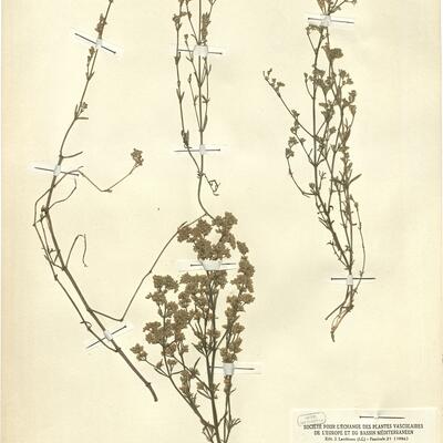 Ortegia hispanica L.  -  RO-HSepv 12119 photo