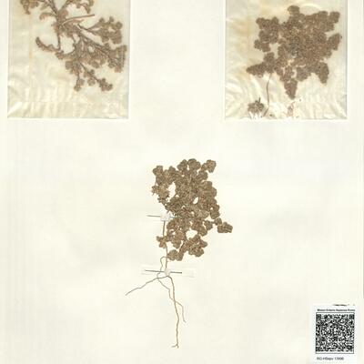 Loeflingia baetica Lag. -  RO-HSepv 13996 photo