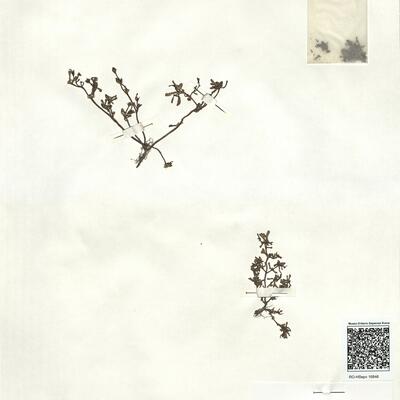 Portulaca oleracea L.  -  RO-HSepv 16846 photo