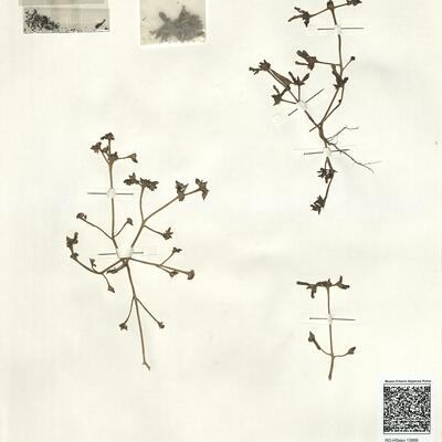 Portulaca oleracea L.  subsp. nitida Danin & H.G. Baker  -  RO-HSepv 13968 photo